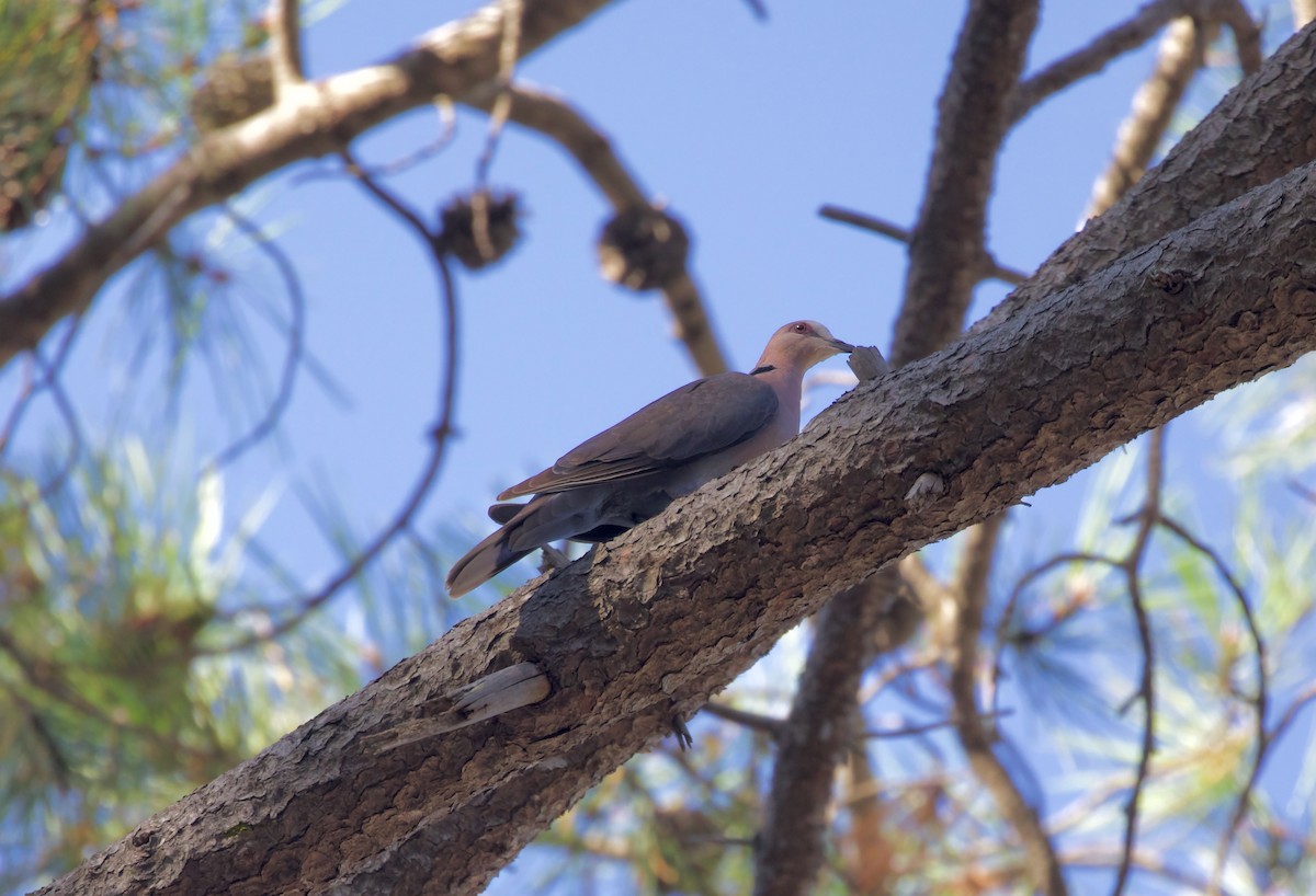 Red-eyed Dove - ML430680071