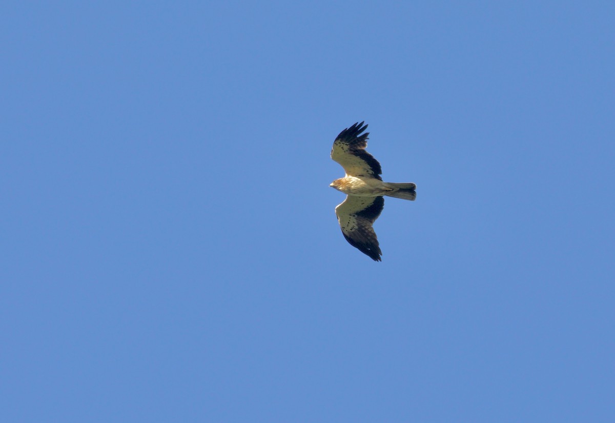 Booted Eagle - ML430680161