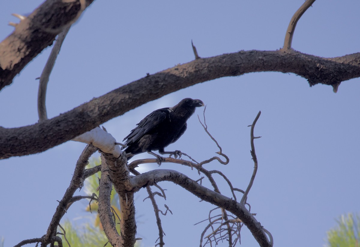 White-necked Raven - ML430680211