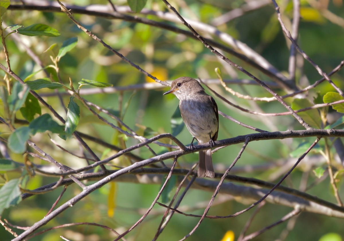 African Dusky Flycatcher - ML430680651