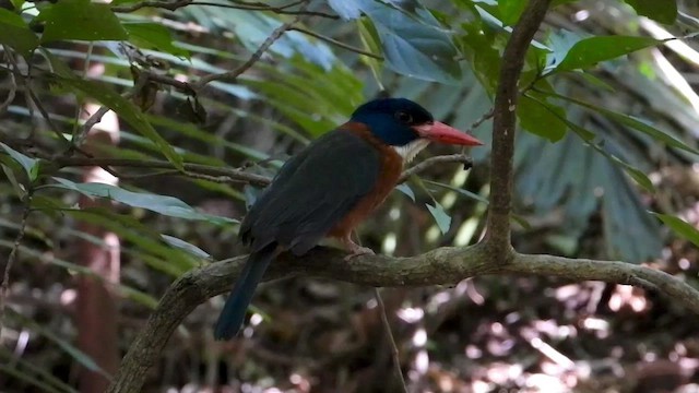 Alción Monje (monachus) - ML430681441