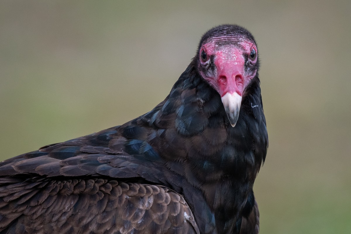 Turkey Vulture - Mitchell Goldfarb