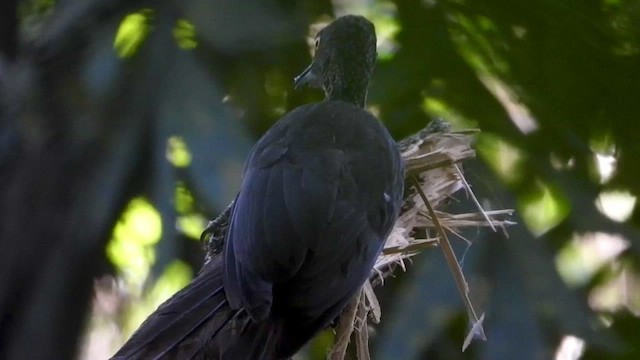 Ashy Woodpecker - ML430681871