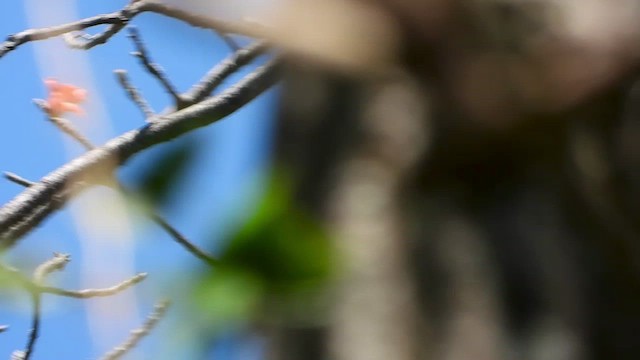 špaček bělokrký - ML430681901