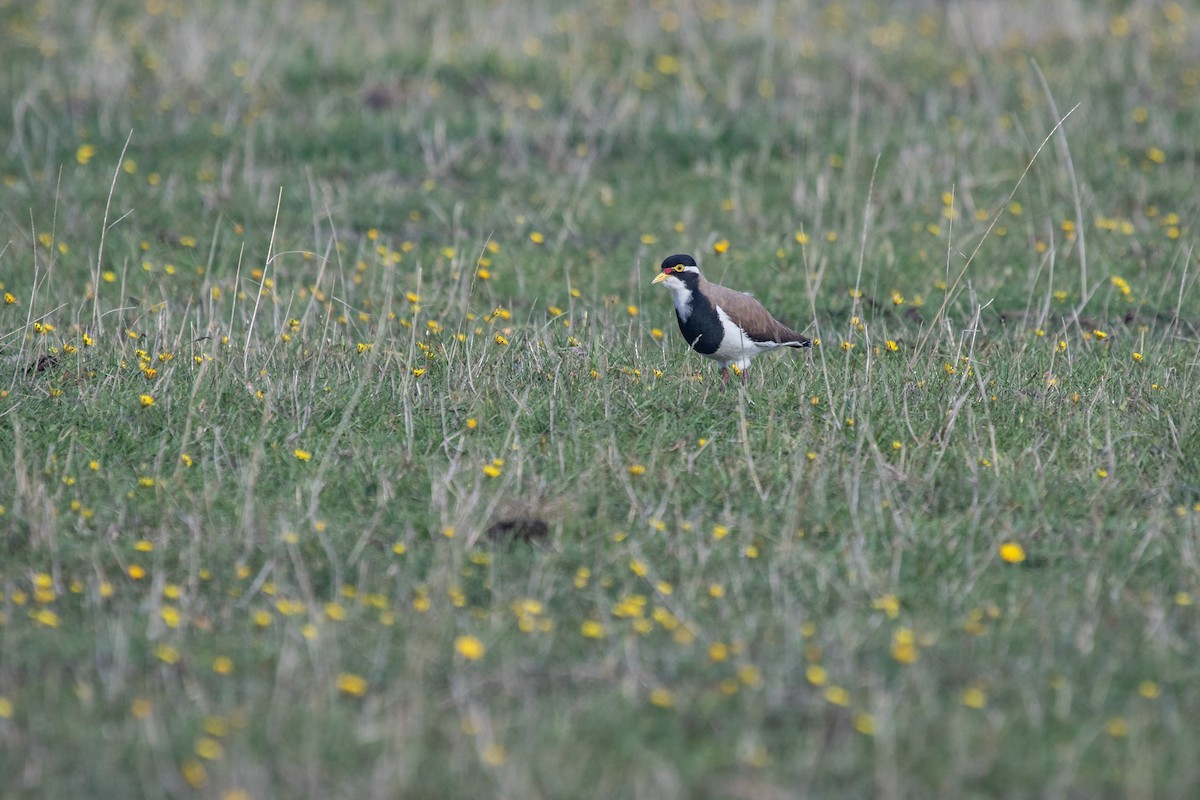 Banded Lapwing - Ramit Singal