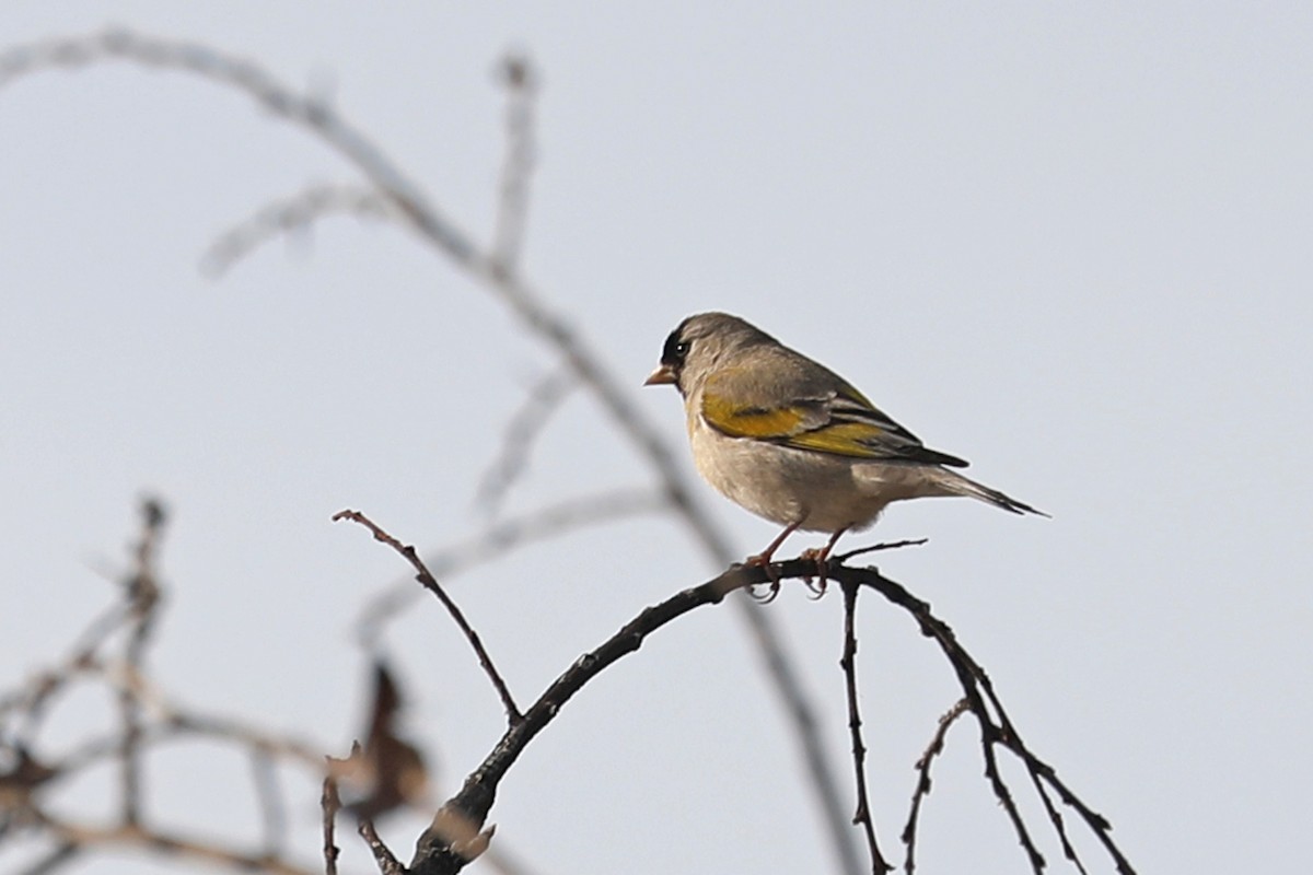 Lawrence's Goldfinch - ML430682141