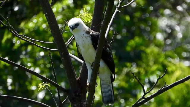 Sulawesi Hawk-Eagle - ML430682331