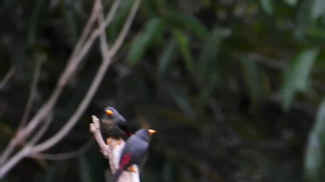 Finch-billed Myna - ML430682561