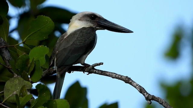 Great-billed Kingfisher - ML430682781
