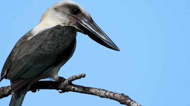 Great-billed Kingfisher - ML430682801