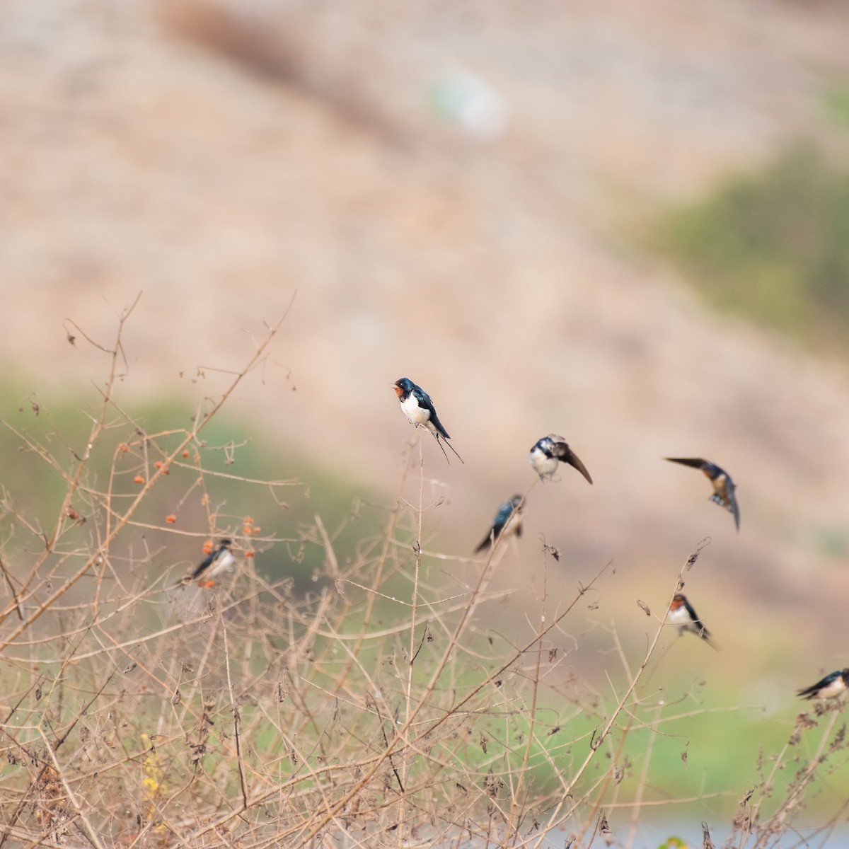 Barn Swallow - ML430685501