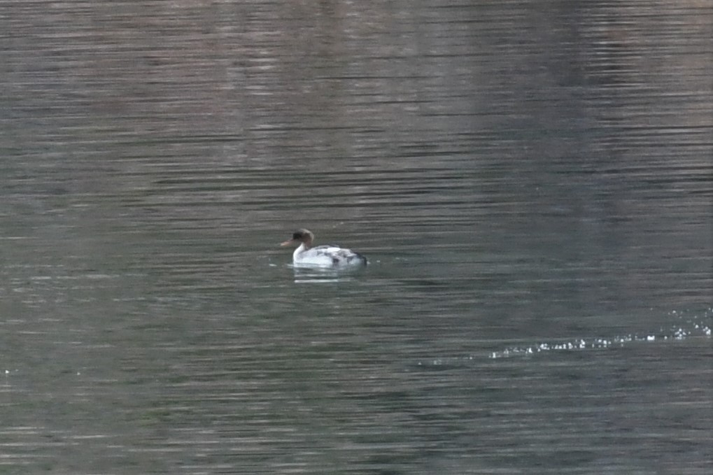 Red-breasted Merganser - ML430686961