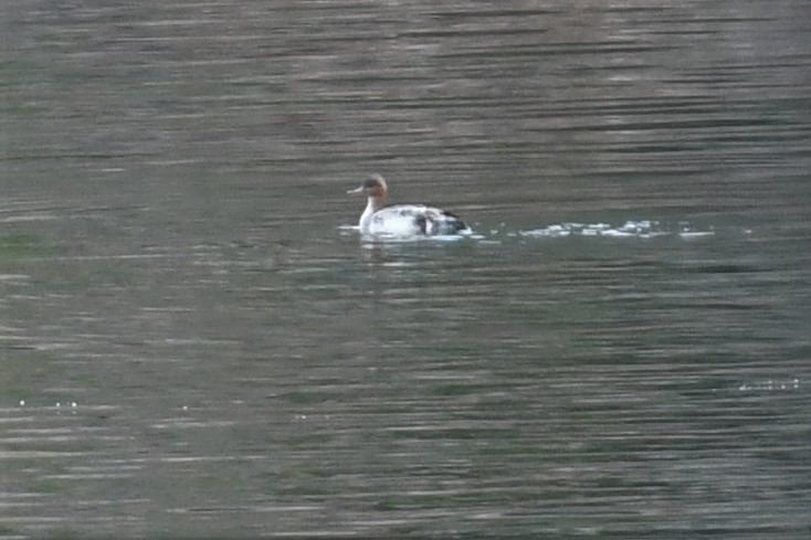 Red-breasted Merganser - ML430686991