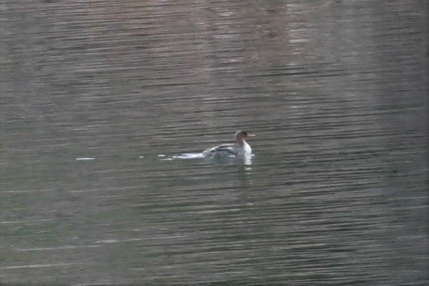 Red-breasted Merganser - ML430687101