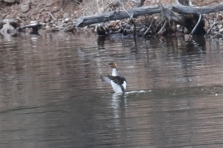 Red-breasted Merganser - ML430687131