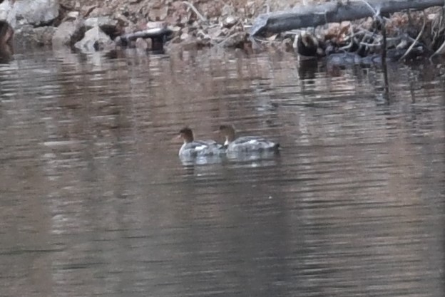 Red-breasted Merganser - ML430687171