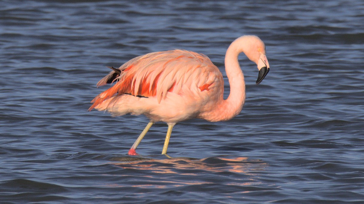 Chilean Flamingo - ML430687951