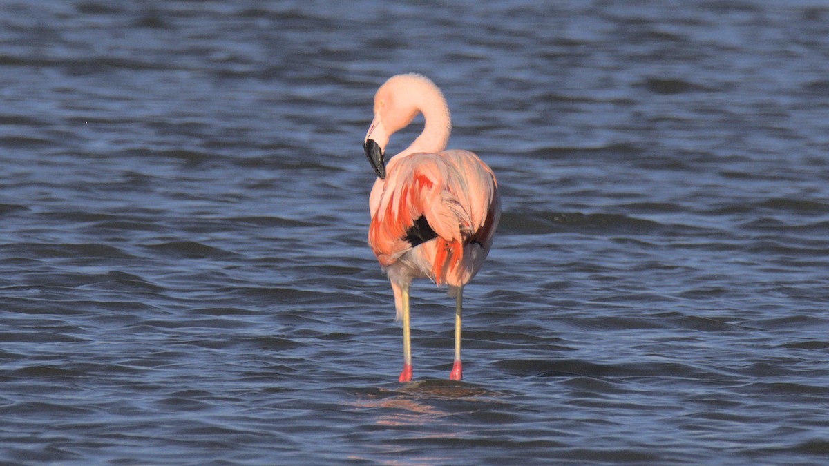 Chilean Flamingo - ML430687961
