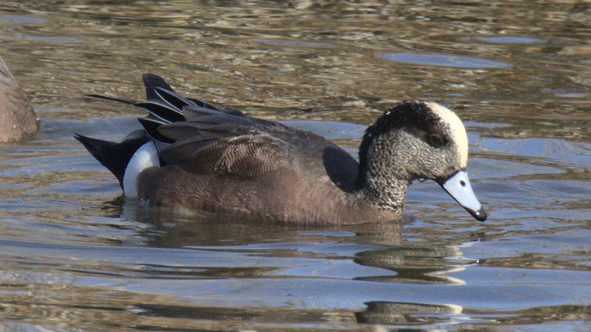 American Wigeon - ML430688011