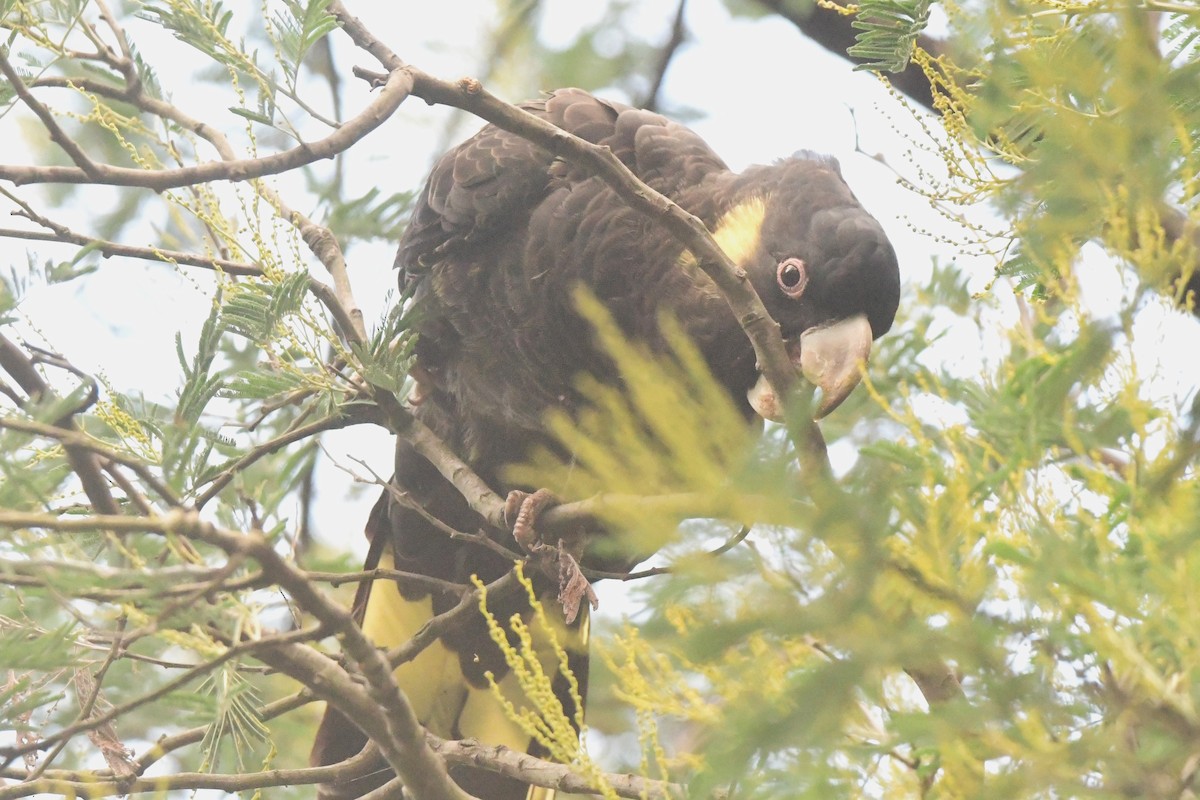 Yellow-tailed Black-Cockatoo - ML430688261