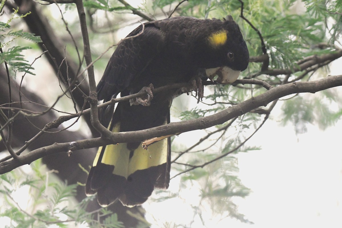 Yellow-tailed Black-Cockatoo - ML430688271