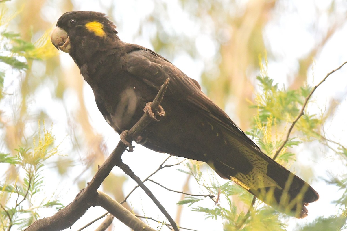 Yellow-tailed Black-Cockatoo - ML430688281