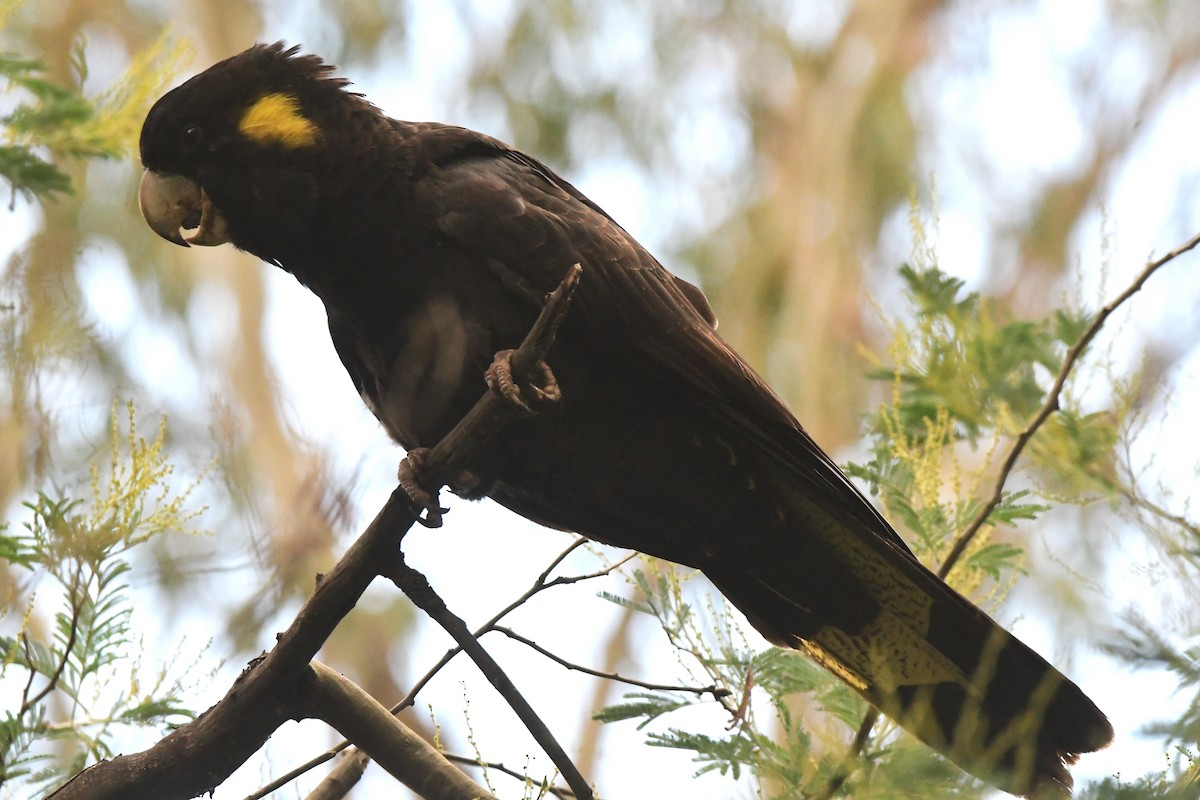 Yellow-tailed Black-Cockatoo - ML430688291