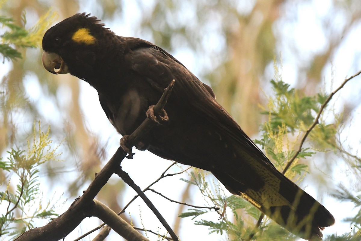 Sarı Kuyruklu Kakadu - ML430688291