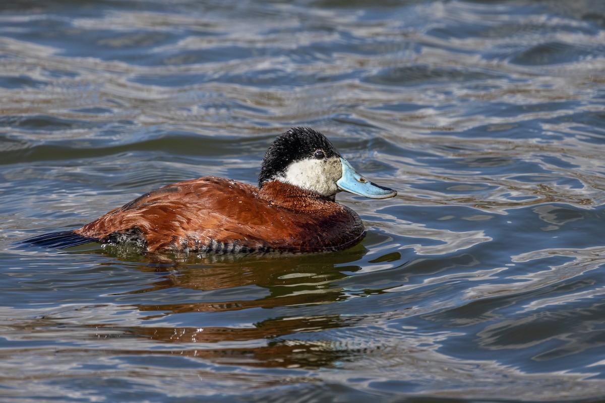 Ruddy Duck - ML430688461