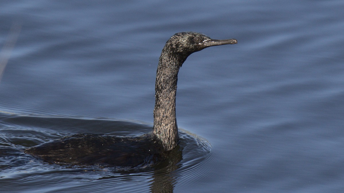 Cormorán Pelágico - ML430688541