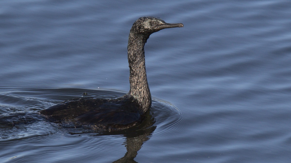 Cormorán Pelágico - ML430688571