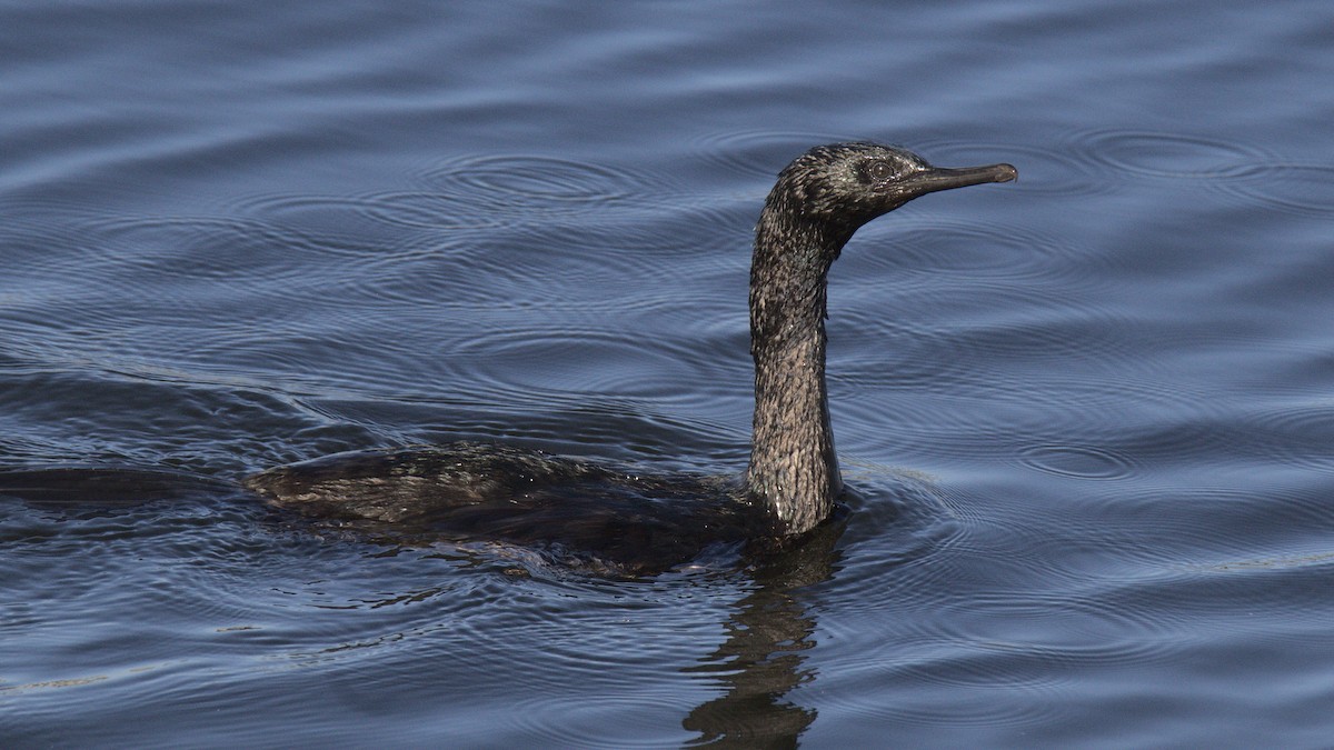 Pelagic Cormorant - ML430688591