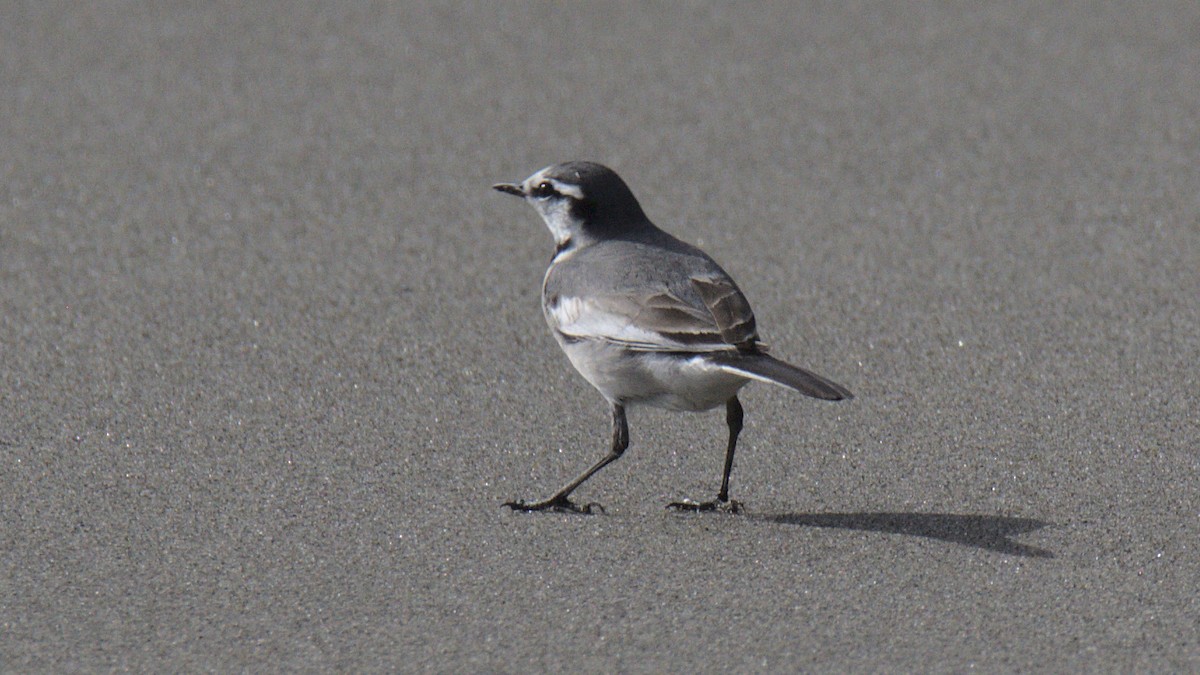 White Wagtail - ML430688651