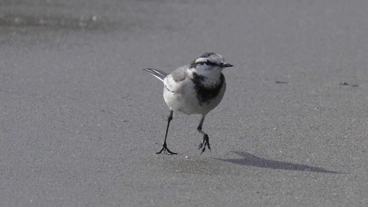 White Wagtail - ML430688661