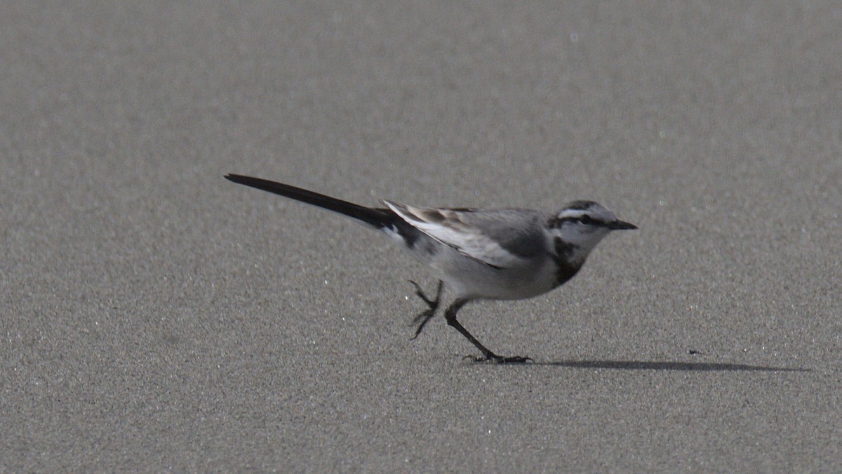 White Wagtail - ML430688671