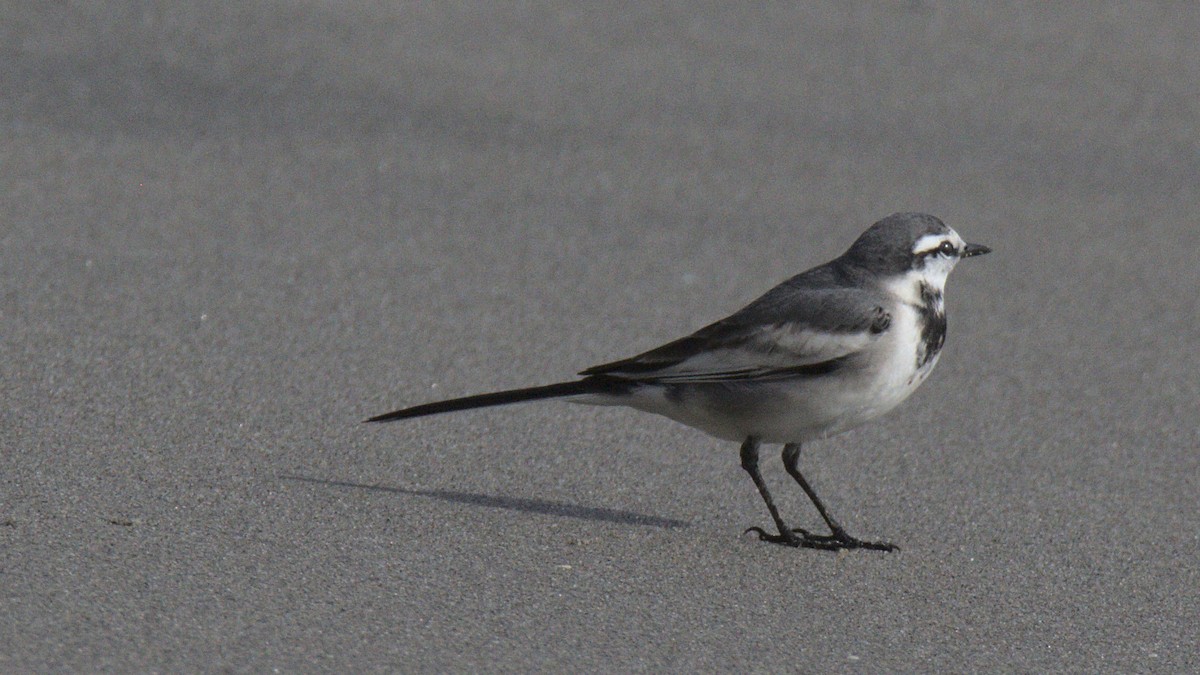 White Wagtail - ML430688681