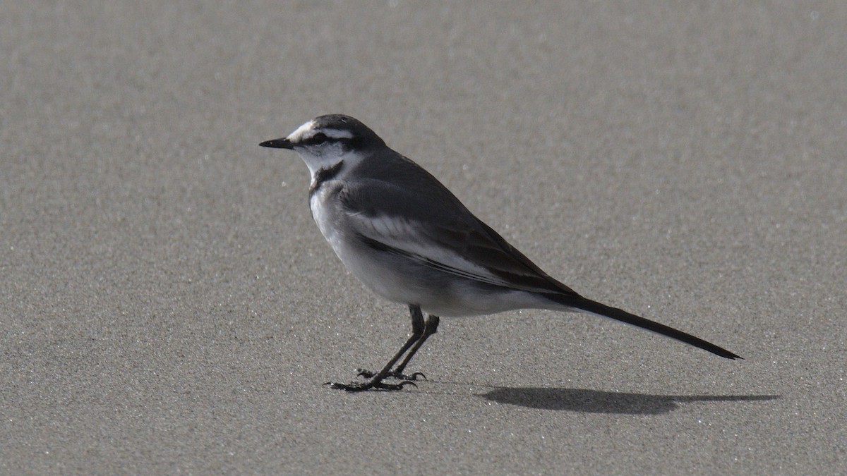 White Wagtail - ML430688691