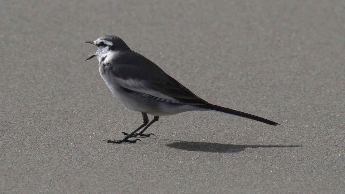 White Wagtail - ML430688701