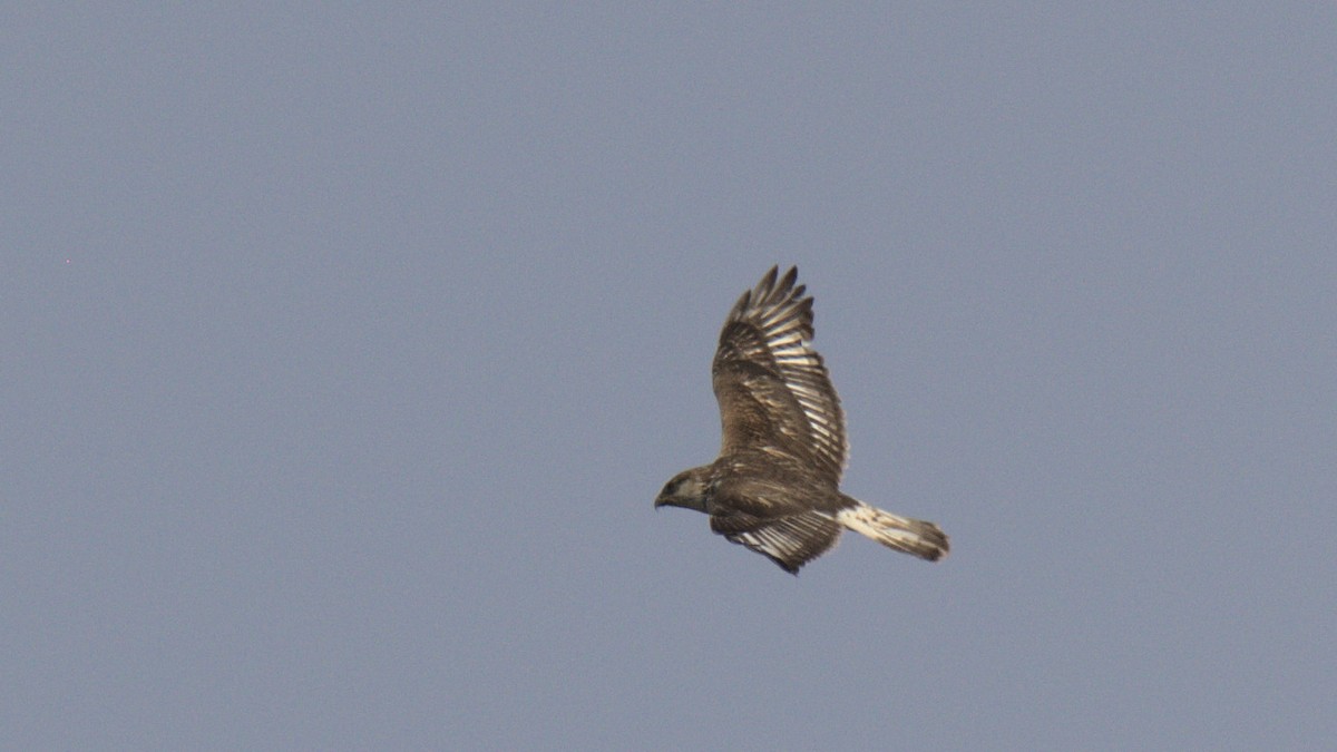 Ferruginous Hawk - ML430689191