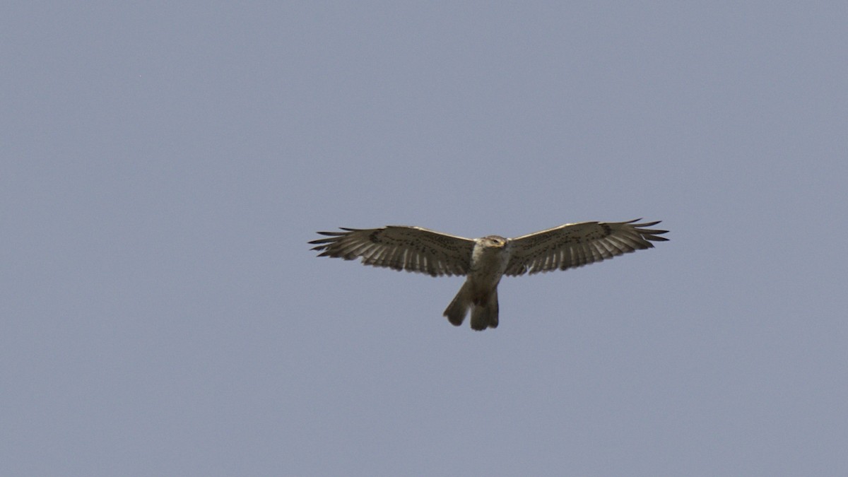 Ferruginous Hawk - ML430689231