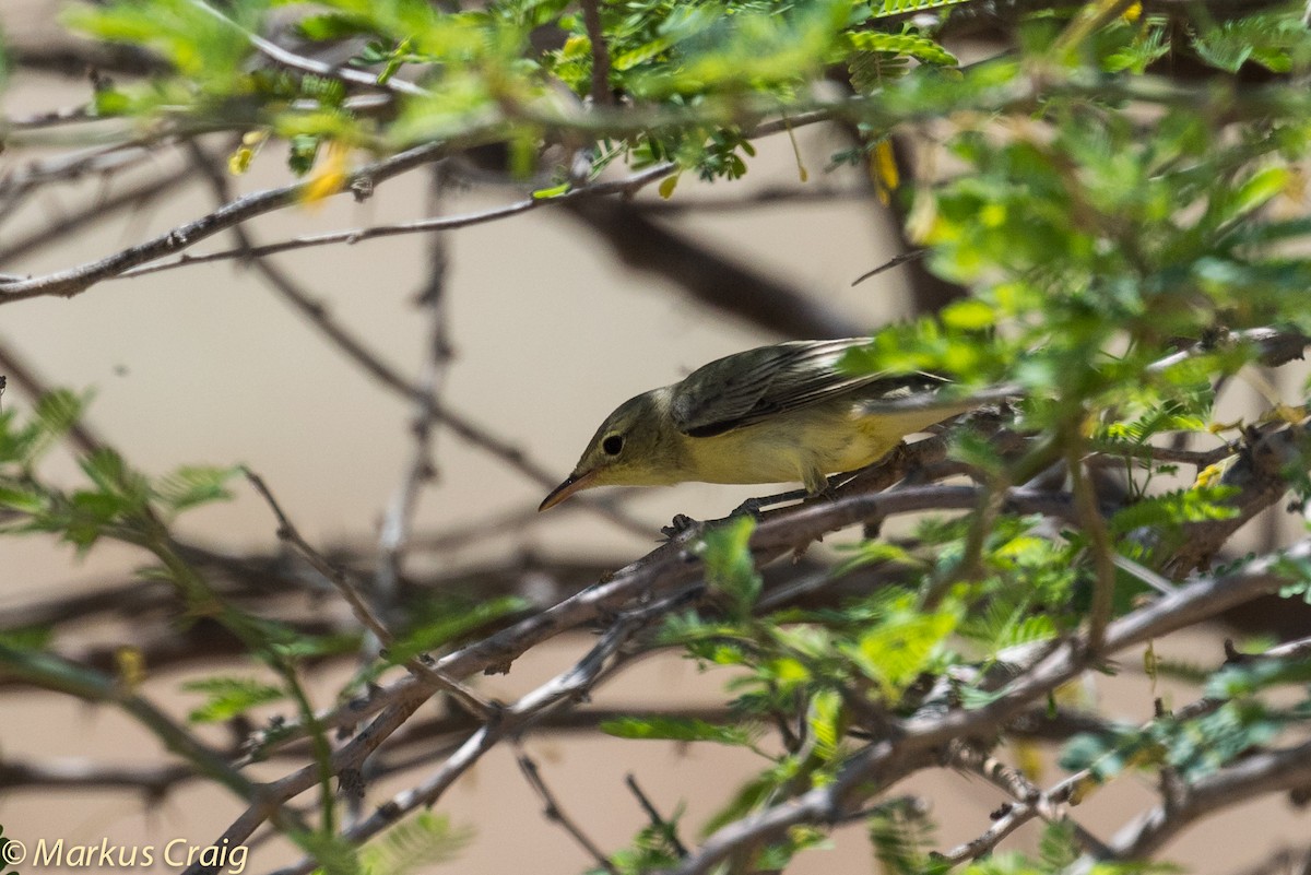 Icterine Warbler - ML43068991