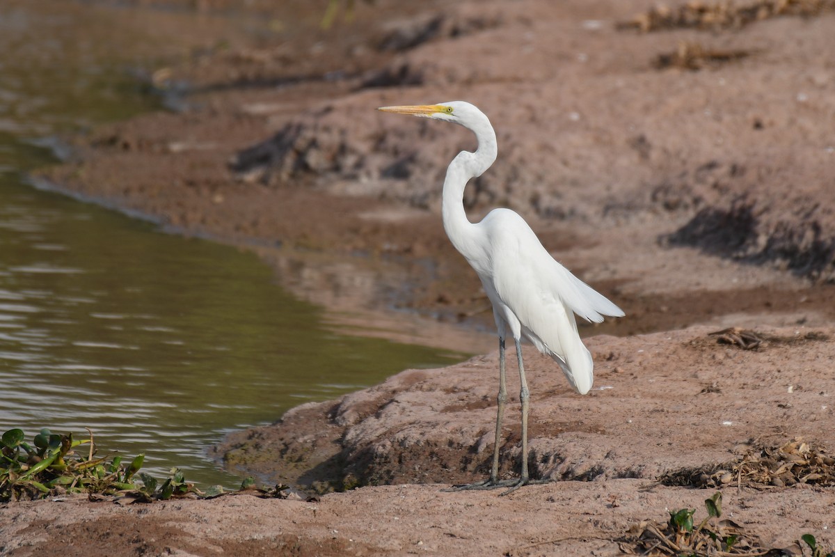 Great Egret - ML430690181