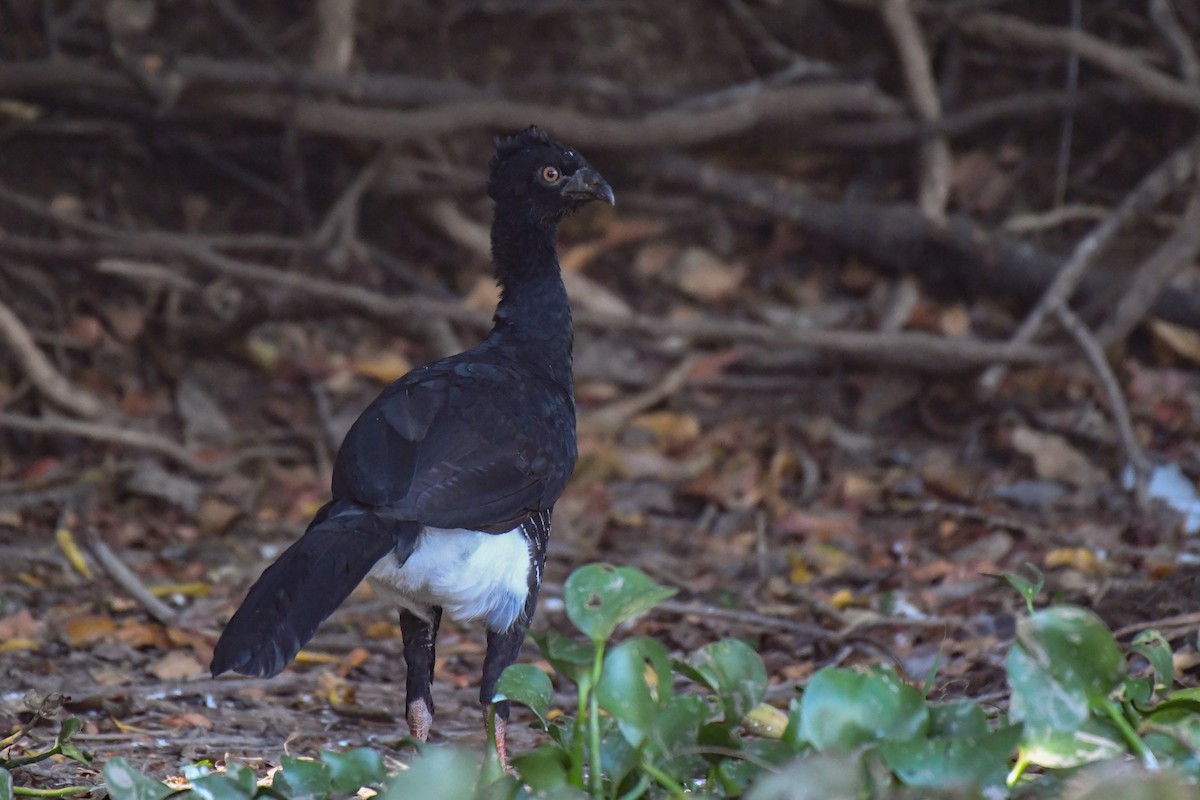 Yellow-knobbed Curassow - Carlos V. Sucre