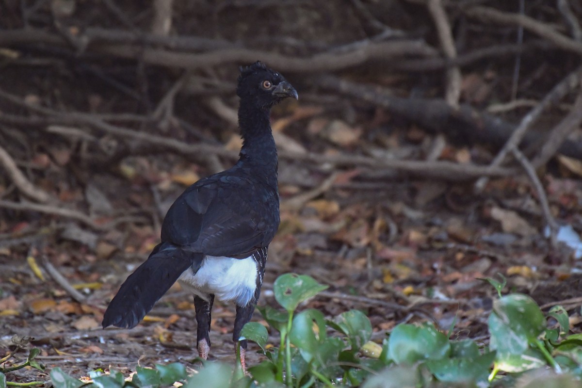 Yellow-knobbed Curassow - ML430691441