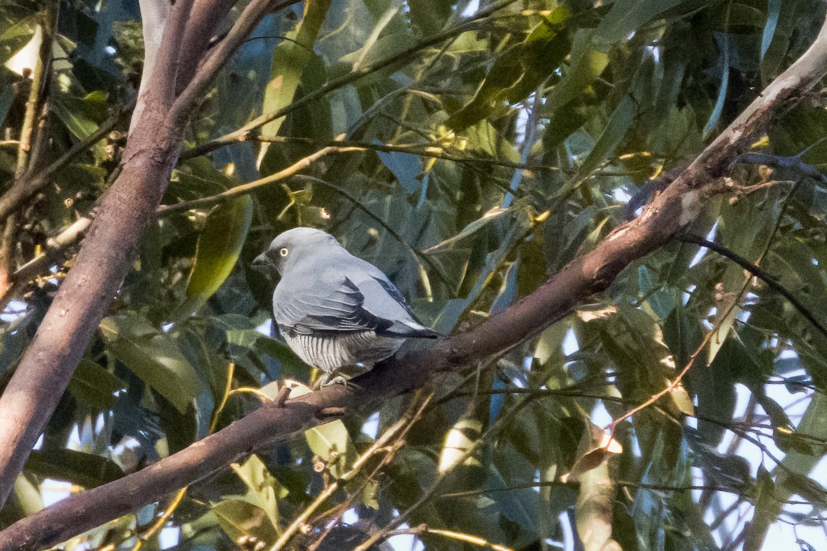 Barred Cuckooshrike - ML430692341