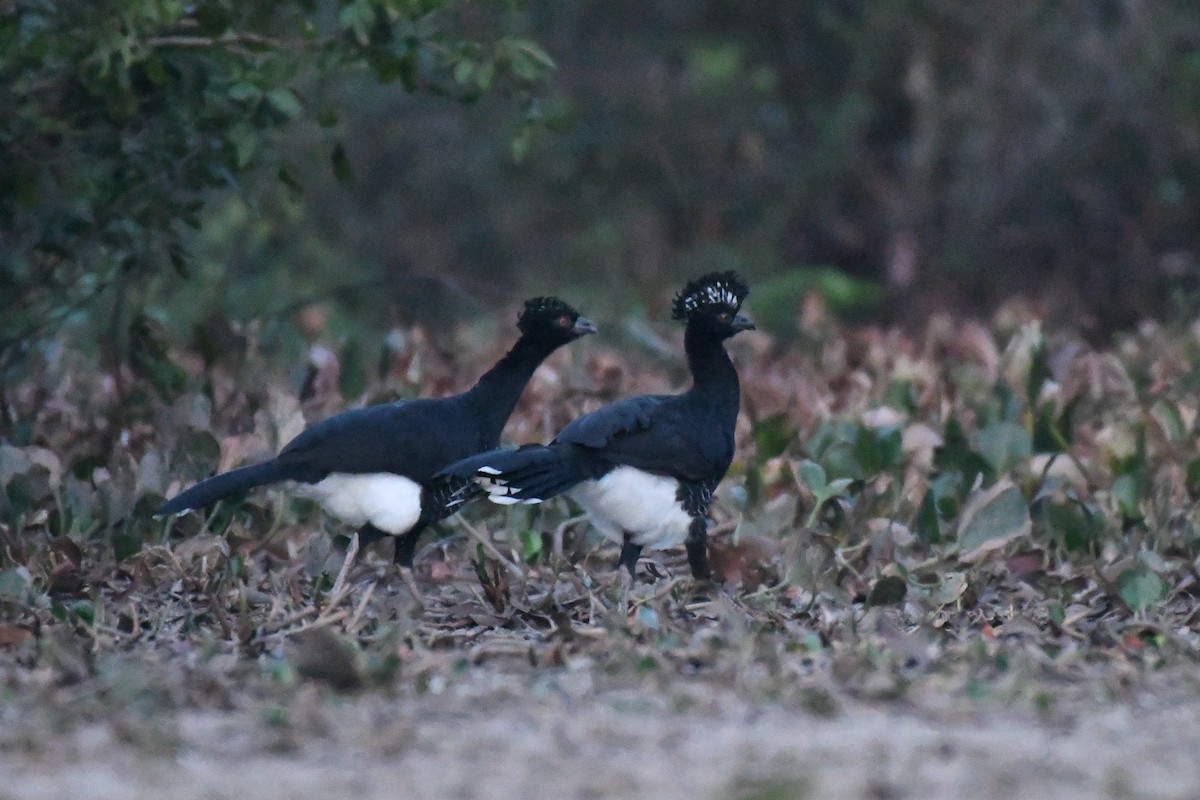 Yellow-knobbed Curassow - ML430692621