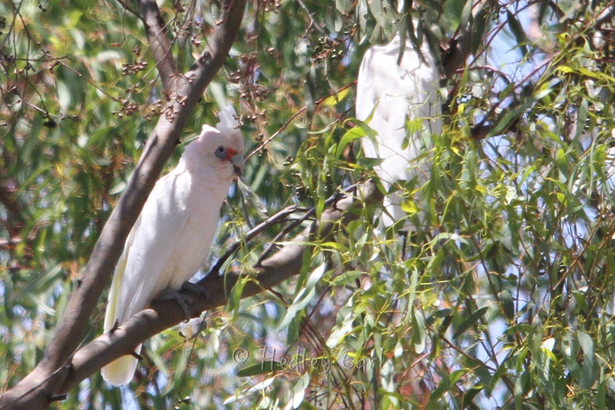 Western Corella - ML43069291