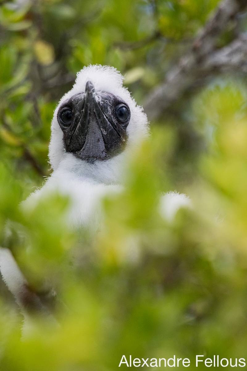 Red-footed Booby - ML430693201