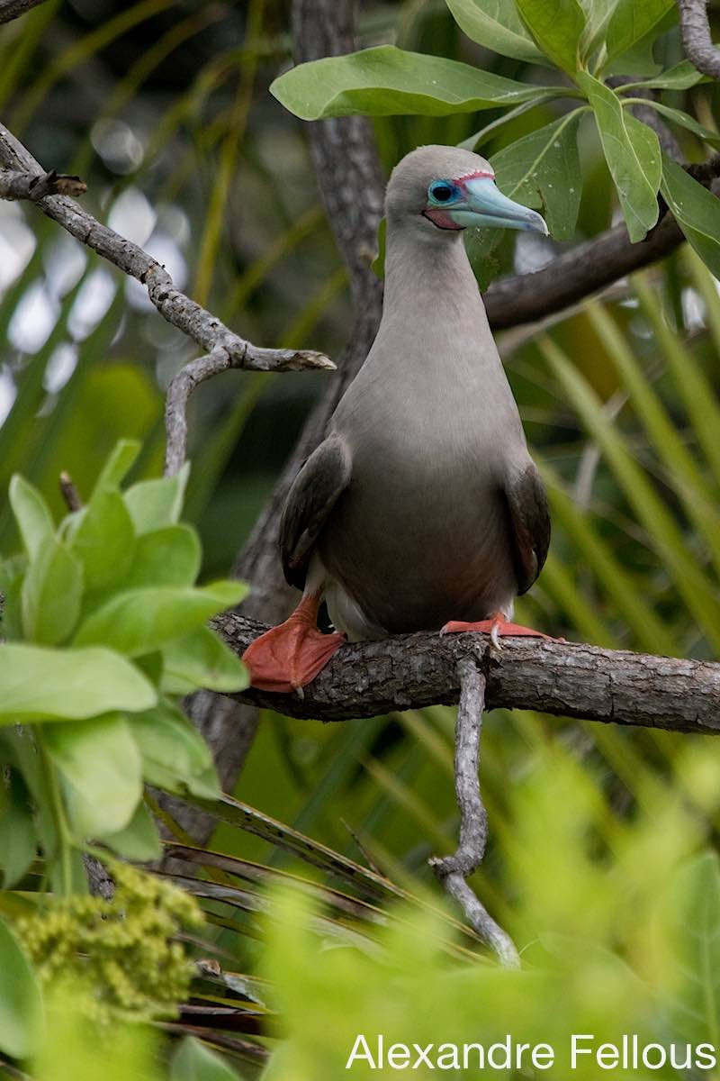 Red-footed Booby - ML430693211