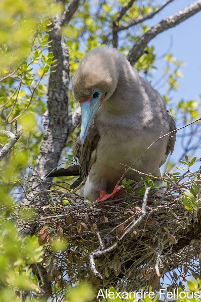 Red-footed Booby - ML430693221